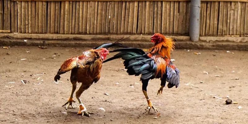 Giới thiệu sân chơi đá gà 789F nổi tiếng